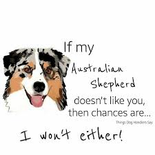 If My Australian Shepherd Australian Shepherd Aussie Dogs Australian Shepherd Puppies