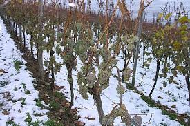 The vineyards are divided into about one. Luxembourg Wine Wikiwand