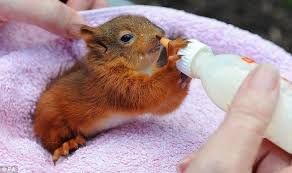 Nuts For Each Other Baby Squirrels Rescued After Being Blown Out Of Nest By Aftermath Of Hurricane Katia Baby Squirrel Squirrel Cute Animals