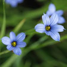 Image result for Sisyrinchium