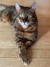 Find dogs find cats find birds find rabbits find horses. Cat Adoption In Minneapolis Mn 55418 Bengal Cat Marvin