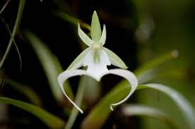 We did not find results for: Some Rare Unusual And Beautiful Flower Species