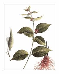 Image result for Cynanchum ledermannii