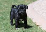 Black Pugs for Sale - DogsNow