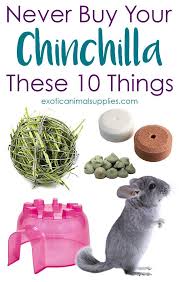 10 Things You Should Never Buy Your Pet Chinchilla Animalsandpetsupplies Animals And Pet Supplies Chinchilla Pet Chinchilla Food Chinchilla