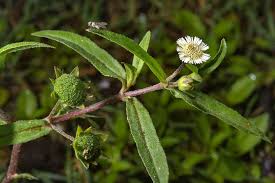 Eclipta prostrata - Flora of Qatar