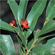 Image result for Campylospermum