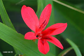 Image result for Freesia grandiflora