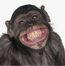 Happy Smiling Chimpanzee Happy Smile Chimpanzee Png And Vector With Transparent Background For Free Download Monkeys Funny Smiling Animals Animals