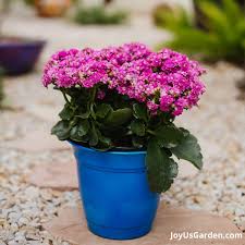 Image result for Kalanchoe rosalina
