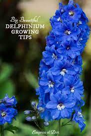 Secrets For Growing Delphiniums Delphinium Flowers Larkspur Flower Flowers Perennials