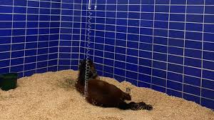 La Yegua Mila No Solo Fue Golpeada, Sufría de Zoofilia | N+