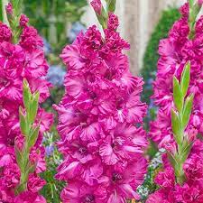 Gladiolus Grozny K Van Bourgondien Wholesale Bulbs Gladiolus Flower Spike Showy Flowers