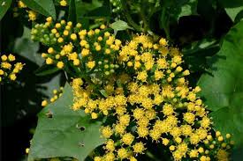 Image result for Delairea odorata