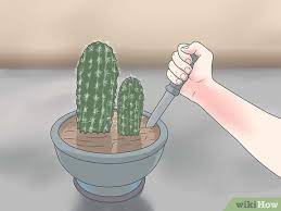 Anyway how do you replant a cactus? 3 Ways To Repot A Cactus Wikihow