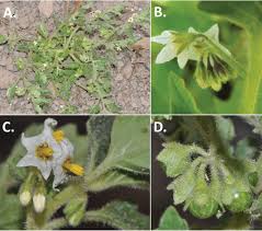 Maybe you would like to learn more about one of these? A Revision Of The Morelloid Clade Of Solanum L Solanaceae In North And Central America And The Caribbean