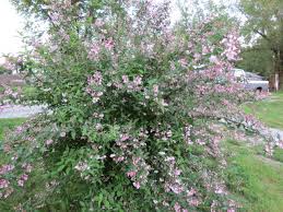 Image result for Deutzia scabra