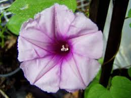 Image result for Ipomoea lapathifolia