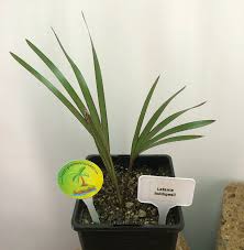 Image result for Latania loddigesii