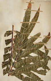 Image result for Stenochlaena