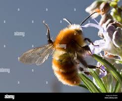 Image result for Bombus norvegicus