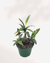 Image result for Lobelia petiolata