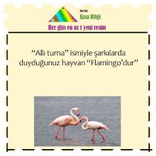 Alli Turna Hangi Hayvan Icin Kullaniliyor Biliyor Muydunuz 2020 Sarkilar Instagram Bilgi