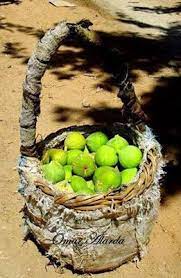 اخر ايامك يا تين fig decorative wicker basket syria