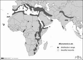 Image result for Solanum grossidentatum