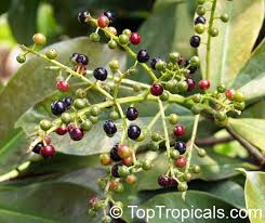Image result for Ardisia staudtii