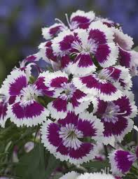 Sweet William Diabunda Purple Picotee Dianthus Barbatus Flowers Carnation Flower Ornamental Plants