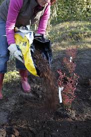 Heidelbeeren Richtig Pflanzen Heidelbeerstrauch Pflanzen Heidelbeeren