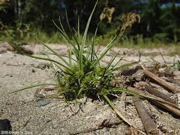 Image result for Cyperus squarrosus