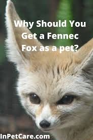 Why Should You Get A Fennec Fox As A Pet Fennec Fox Cute Wild Animals Fox