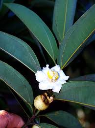 Image result for Bellucia