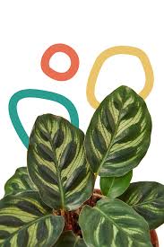 Generally, you can also count on receiving information about how to care for your new plant and having a responsive customer service team to troubleshoot any. Plant Subscription Box Limited Available Green Door Garden