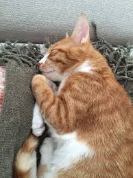 Black And White Orange Cat Pin By Korynne On Cats Orange Cats Orange Tabby Cats Beautiful Cats