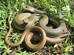 Coluber Mormon Yellow Bellied Racer Beautiful Snakes Reptiles And Amphibians Reptiles