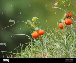 Image result for Solanum capsicoides