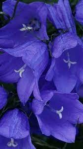 Blue Balloon Flower Purple Bell Flowers Blue Bell Flowers Flower Pictures