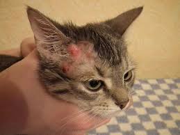 Feline miliary dermatitis is not really a specific disease itself but a set of symptoms which can be caused by a vast number of diseases. Dermatitis In Cats What You Need To Know Cole Marmalade