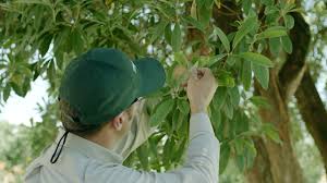 Read over 23 reviews & compare trugreen at 7016 camille ave., oklahoma city, ok 73149 to other local oklahoma city pest control companies including scott's pest control, complete pest control. Trugreen Introduces Guaranteed Mosquito Defense