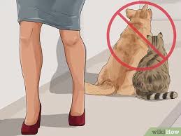 In most states, the first rabies vaccination is generally given to puppies at or before 16 weeks of age. How To Know If A Pet Bite Is Serious 14 Steps With Pictures