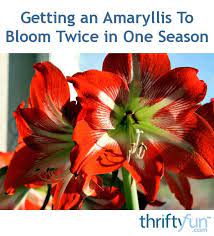 Getting An Amaryllis To Bloom Twice In One Season Amaryllis Bloom Plants