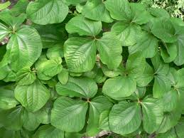 Image result for Dioscorea dregeana