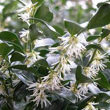 The next bush with white flowers is a very popular garden shrub…hydrangeas. Sarcocca Confusa Sweet Box Evergreen Winter Flowering Shrub With Tiny Vanilla Scented Whi Winter Flowering Shrubs Flowering Shrubs Garden Design Software