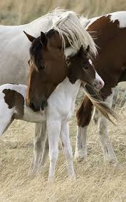 Pin On Horses