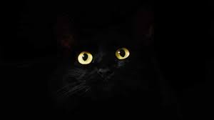 150 Halloween Names For Cats Movies Candies Seasonal More