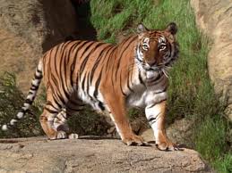 The law of the jungle, which never orders anything without a reason, forbids every beast to eat man except when he is killing to show his children how to kill, and then he must hunt outside the hunting grounds of his pack or tribe. Iverson Movie Ranch The Jungle Book Mowgli S Story Disney Brings The Jungle Of India To The Iverson Ranch In Chatsworth Calif