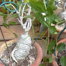 Image result for Fockea angustifolia